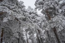 Сніжний пейзаж Мадриді — стокове фото