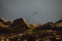 Moos und Felsbrocken bei Montseny — Stockfoto