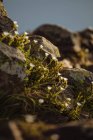 Petites fleurs poussant sur des rochers — Photo de stock