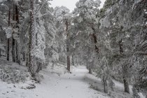 Paisaje nevado de Madrid - foto de stock