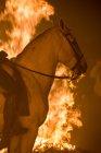Cavallo raccolto in piedi sullo sfondo di fiamme falò — Foto stock