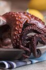 Boiled octopus served in plate — Stock Photo