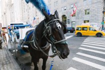 Horse in New York Streets — Stock Photo