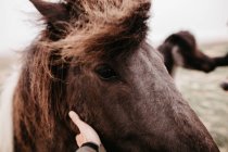 Uomo accarezzando cavallo — Foto stock