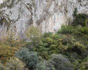 Trees over plumb cliff — Stock Photo