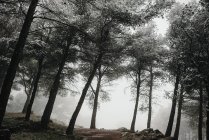 Foresta fredda nebbiosa — Foto stock