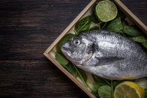 Fresh raw fish with lime and basil leaves on wooden plate — Stock Photo