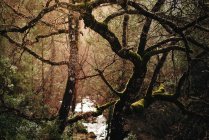 Глубокий лес — стоковое фото