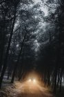 Car driving in frosty forest — Stock Photo