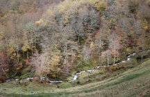Valle con pequeño río bosque - foto de stock