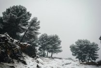 Foresta fredda nebbiosa — Foto stock