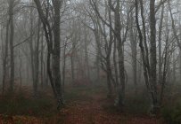Foresta oscura nebbiosa — Foto stock