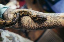 Serpente strisciante sul braccio maschile con tatuaggio — Foto stock