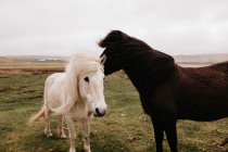 Dos hermosos caballos en la llanura - foto de stock