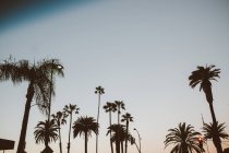 Palmiers dans un ciel dégagé — Photo de stock