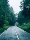 Route vide dans la forêt verte — Photo de stock