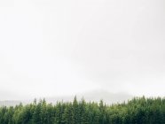 Alberi di abete sopra cielo nebbioso — Foto stock