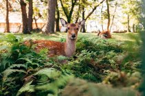 Deer figurine placed in the park — Stock Photo