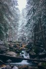 Foresta invernale di conifere con fiume roccioso — Foto stock