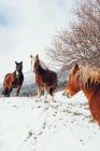 Três cavalos castanhos no campo nevado — Fotografia de Stock