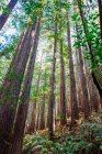 Редвуд-лес в национальном парке — стоковое фото