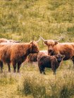 Gruppe von Langhorn-Bullen steht auf dem Feld — Stockfoto