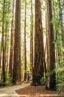 Uomo in piedi vicino agli alberi di Sequoia — Foto stock