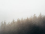 Obscure fir trees — Stock Photo