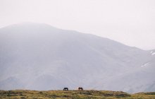 Paisagem montanhosa com cavalos de pastagem — Fotografia de Stock