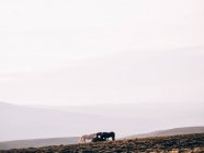 Grazing horses over hills in mist — Stock Photo