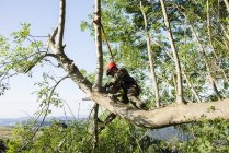 El hombre recortando árboles en el bosque - foto de stock