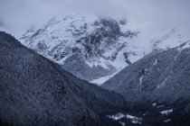 Bergwald mit Nebel bedeckt — Stockfoto