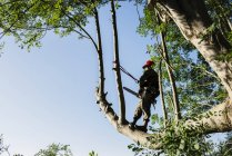 Чоловік обрізає дерева в лісі — стокове фото