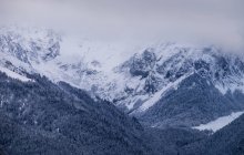 Wald auf schneebedeckten Bergen — Stockfoto