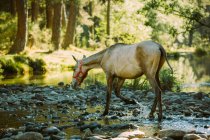 Pferd überquert Fluss — Stockfoto