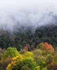 Foggy autumn forest — Stock Photo