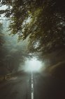 Похмура дорога в лісі — стокове фото