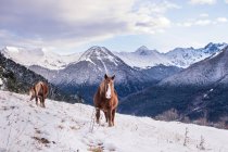 Cavalos pastando na colina nevada — Fotografia de Stock