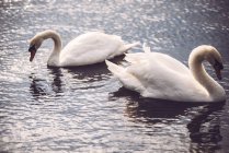 Дві білі лебеді плавають в озері — стокове фото