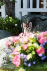 Gatito sentado en el jardín - foto de stock