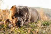 Traurige amerikanische Bulldogge liegt auf Gras — Stockfoto