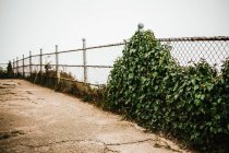 Проволочный забор, обнятый зеленым плющом на фоне тумана — стоковое фото