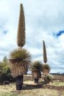 Alto creció endémica Puya Raimondi sobre el paisaje nublado brillante - foto de stock
