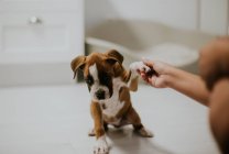 Crop hand holding puppy's paw — Stock Photo
