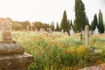 Cementerio con cruces en el fondo - foto de stock