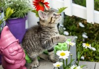 Kätzchen spielt im Garten — Stockfoto