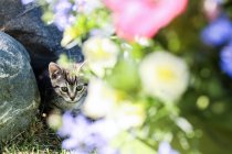 Котенок, сидящий в саду — стоковое фото