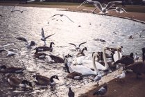 Bandada de aves en el lago - foto de stock