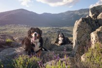 Пара расслабленных собак, лежащих на солнце в горной долине — стоковое фото