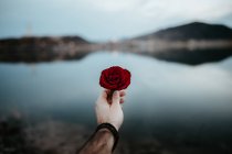 Crop male hand holding red rose against lake — Stock Photo